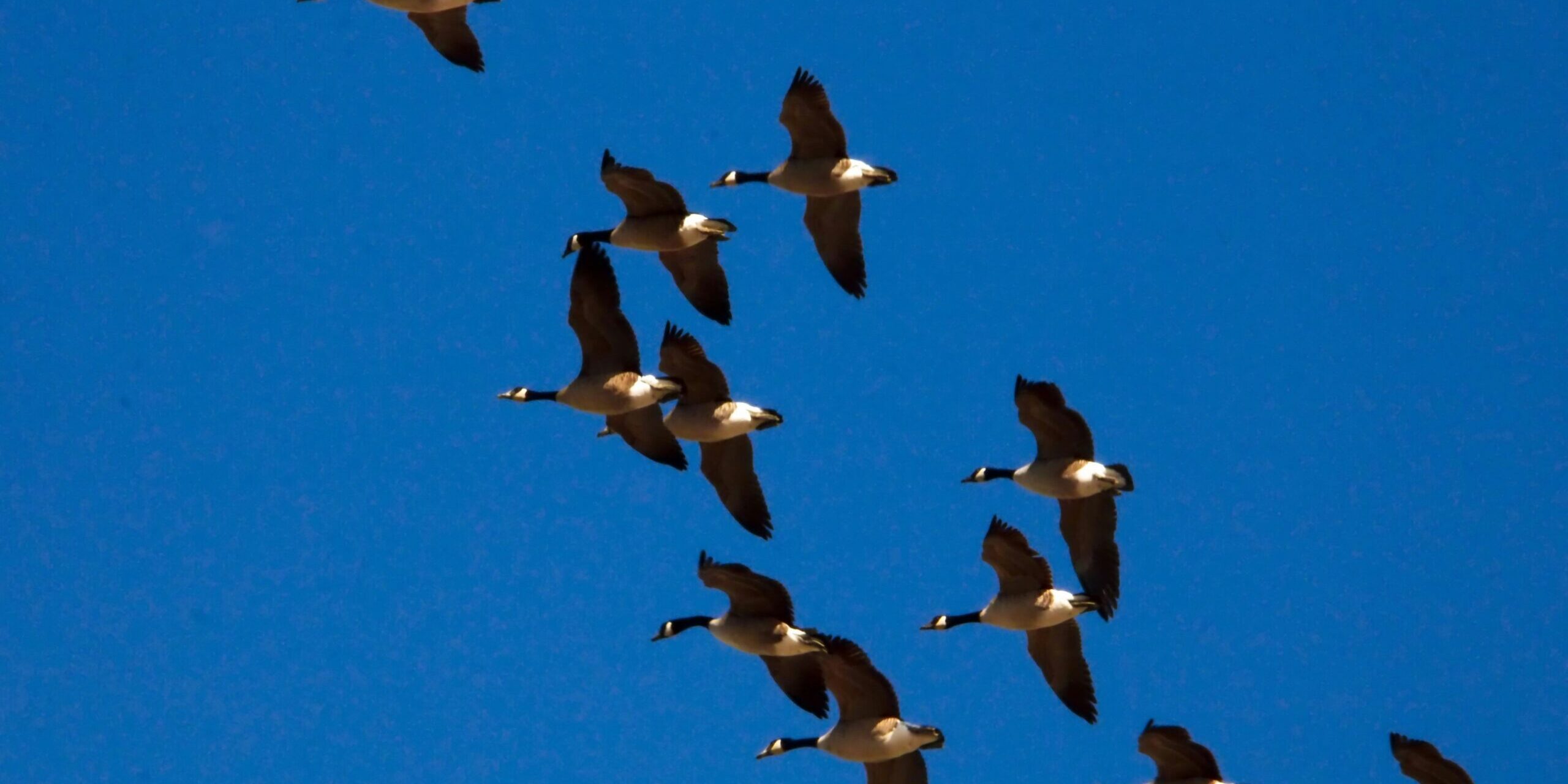 a flock of birds a flock of birds flying through a blue sky